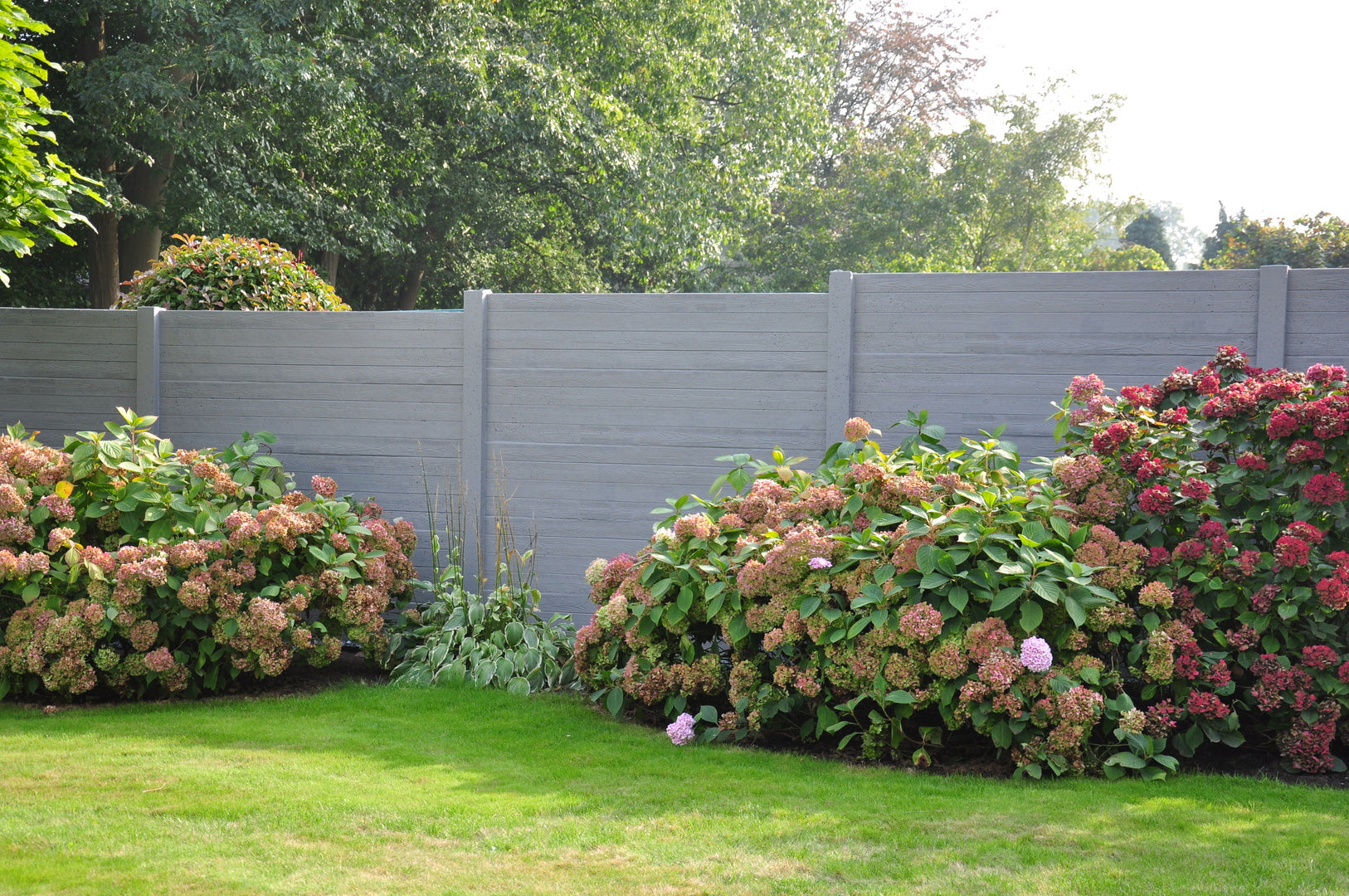 Betonzaun hinter Hortensien Büschen